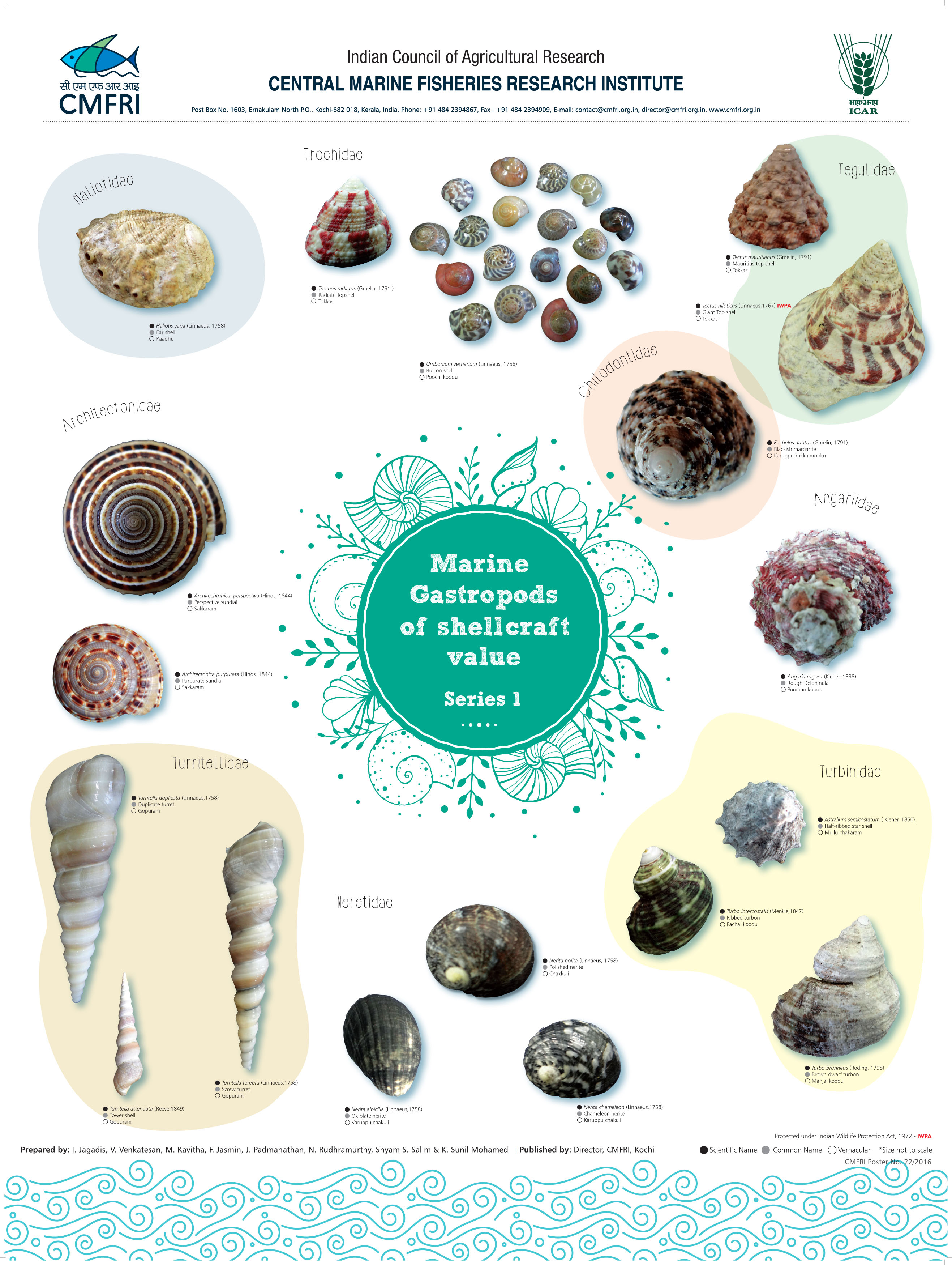 Marine Gastropods of shellcraft value Series 1 CMFRI Repository